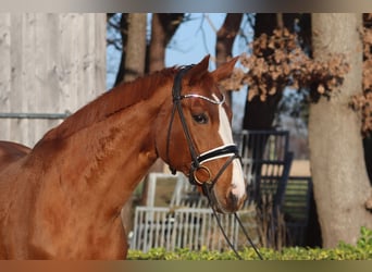 Hanoverian, Mare, 17 years, 17 hh, Chestnut-Red