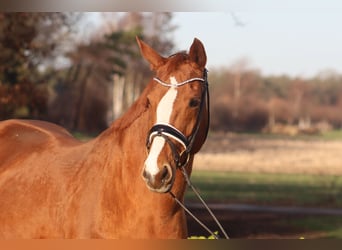 Hanoverian, Mare, 17 years, 17 hh, Chestnut-Red