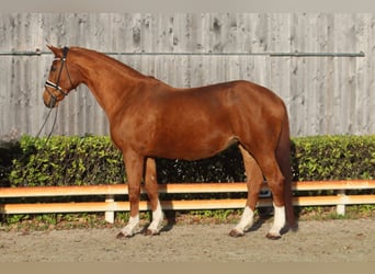 Hanoverian, Mare, 17 years, 17 hh, Chestnut-Red