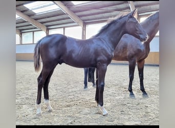 Hanoverian, Mare, 17 years, Bay-Dark