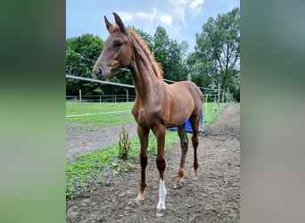 Hanoverian, Mare, 17 years, Bay-Dark