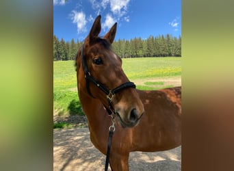 Hanoverian, Mare, 18 years, 15.2 hh, Brown