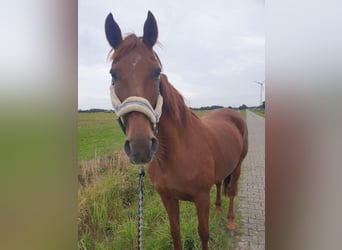 Hanoverian, Mare, 18 years, 15.3 hh, Chestnut-Red