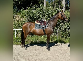 Hanoverian, Mare, 18 years, 16.1 hh, Bay-Dark