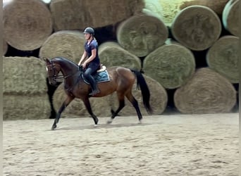 Hanoverian, Mare, 18 years, 16.1 hh, Bay-Dark