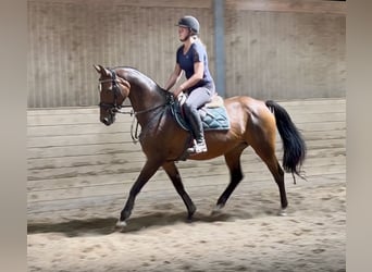 Hanoverian, Mare, 18 years, 16.1 hh, Bay-Dark