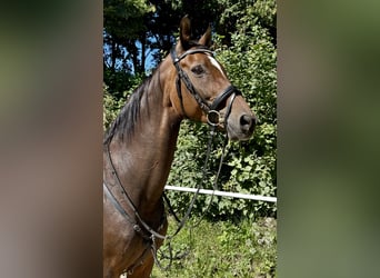 Hanoverian, Mare, 18 years, 16.1 hh, Bay-Dark