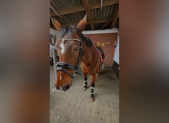 Hanoverian, Mare, 18 years, 16.1 hh, Brown