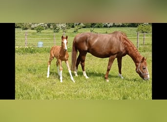 Hanoverian, Mare, 18 years, 16.1 hh, Chestnut-Red