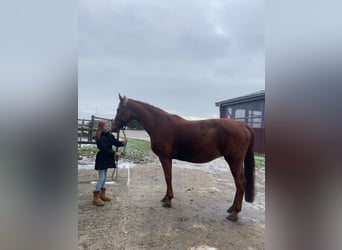 Hanoverian, Mare, 18 years, 16.1 hh, Chestnut-Red