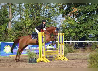 Hanoverian, Mare, 18 years, 16.1 hh, Chestnut-Red