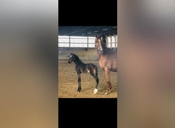 Hanoverian, Mare, 18 years, 16.1 hh, Chestnut-Red