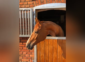 Hanoverian, Mare, 18 years, 16.1 hh, Chestnut-Red