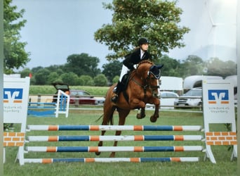 Hanoverian, Mare, 18 years, 16.1 hh, Chestnut-Red