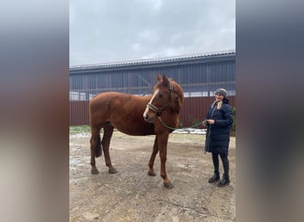 Hanoverian, Mare, 18 years, 16.1 hh, Chestnut-Red