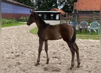 Hanoverian, Mare, 18 years, 16.1 hh, Chestnut-Red