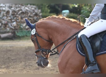 Hanoverian, Mare, 18 years, 16.1 hh, Chestnut-Red