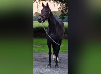 Hanoverian, Mare, 18 years, 16,1 hh