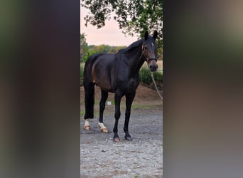 Hanoverian, Mare, 18 years, 16,1 hh