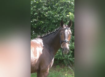 Hanoverian, Mare, 18 years, 16.1 hh, Smoky-Black
