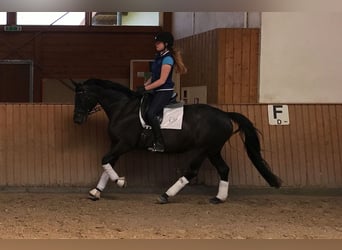 Hanoverian, Mare, 18 years, 16.1 hh, Smoky-Black