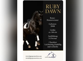 Hanoverian, Mare, 18 years, 16.1 hh, Smoky-Black