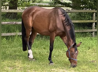 Hanoverian, Mare, 18 years, 16,2 hh, Brown