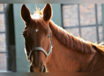 Hanoverian, Mare, 18 years, 16.3 hh, Chestnut-Red