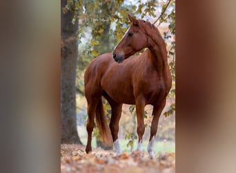 Hanoverian, Mare, 18 years, 16.3 hh