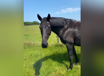 Hanoverian, Mare, 18 years, 16 hh, Black