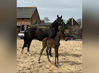 Hanoverian, Mare, 18 years, 16 hh, Black