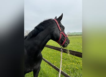 Hanoverian, Mare, 18 years, 16 hh, Black