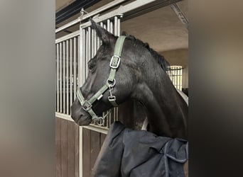 Hanoverian, Mare, 18 years, 16 hh, Black