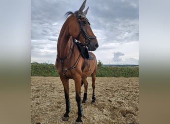 Hanoverian, Mare, 18 years, 16 hh, Brown