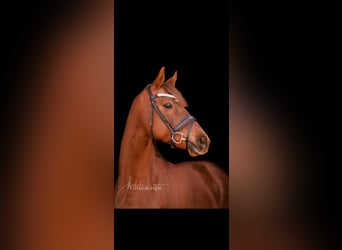 Hanoverian, Mare, 18 years, 16 hh, Chestnut-Red