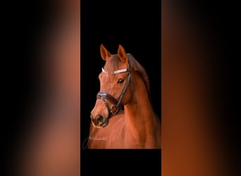 Hanoverian, Mare, 18 years, 16 hh, Chestnut-Red