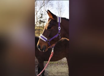 Hanoverian, Mare, 18 years, 16,1 hh, Brown