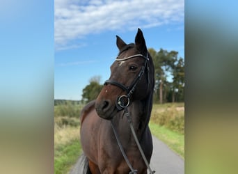 Hanoverian, Mare, 18 years, 16,2 hh, Brown