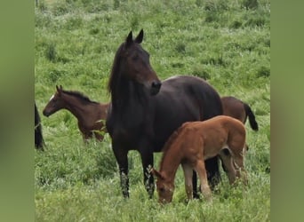 Hanoverian, Mare, 18 years, 16,3 hh, Bay-Dark