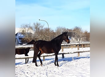 Hanoverian, Mare, 18 years, 16,3 hh, Bay-Dark