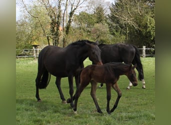 Hanoverian, Mare, 18 years, 16,3 hh, Bay-Dark