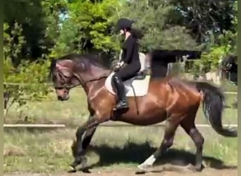 Hanoverian, Mare, 18 years, Brown