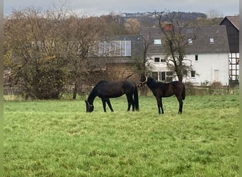 Hanoverian, Mare, 18 years