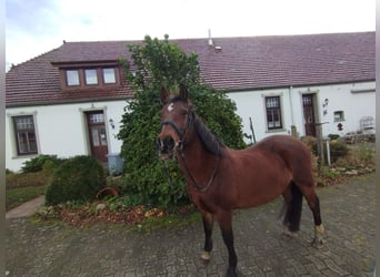 Hanoverian Mix, Mare, 19 years, 14.2 hh, Brown