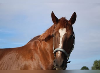 Hanoverian, Mare, 19 years, 15.1 hh, Chestnut