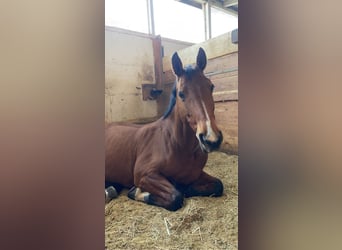 Hanoverian, Mare, 19 years, 15,2 hh, Brown