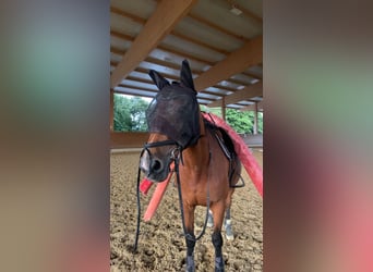 Hanoverian, Mare, 19 years, 15,2 hh, Brown