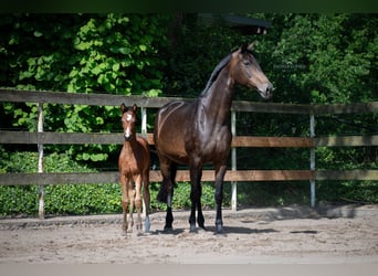 Hanoverian, Mare, 19 years, 16.1 hh, Bay-Dark