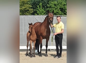 Hannoveraner, Stute, 19 Jahre, 16,1 hh, Brauner