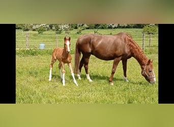 Hanoverian, Mare, 19 years, 16,1 hh, Chestnut-Red